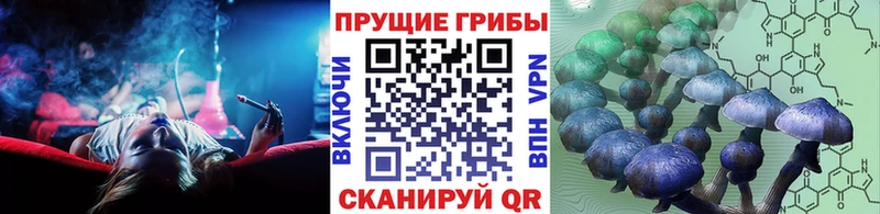 Псилоцибиновые грибы Psilocybe  Шагонар 